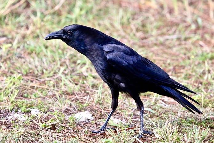 AMERICAN CROW by cuatrok77 is licensed under CC BY-SA 2.0